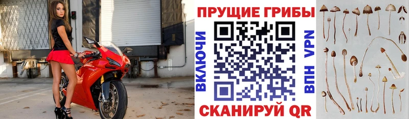 Псилоцибиновые грибы Psilocybe  купить   Касли 